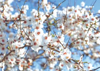 Αµυγδαλιά, η νύφη του χειµώνα!