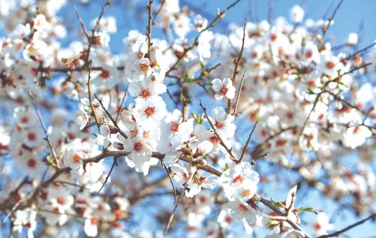 Αµυγδαλιά, η νύφη του χειµώνα!