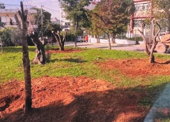 Δέκα αιωνόβιες ελιές σε πάρκα και πλατείες του Δήμου