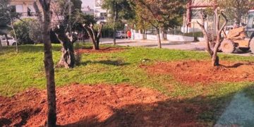 Δέκα αιωνόβιες ελιές σε πάρκα και πλατείες του Δήμου