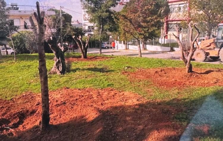 Δέκα αιωνόβιες ελιές σε πάρκα και πλατείες του Δήμου