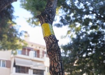 Ειδικές οικολογικές ταινίες για την αντιμετώπιση της πιτυοκάμπης στα πεύκα