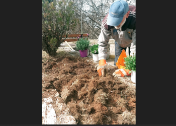 Παρεμβάσεις αναβάθμισης πρασίνου σε κεντρικά σημεία της Πεντέλης