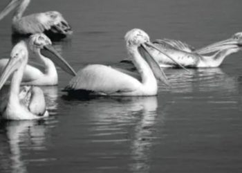 «Συζητάμε στο Εθνικό Μουσείο Φυσικής Ιστορίας Γουλανδρή»