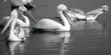 «Συζητάμε στο Εθνικό Μουσείο Φυσικής Ιστορίας Γουλανδρή»