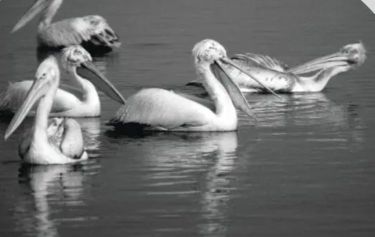 «Συζητάμε στο Εθνικό Μουσείο Φυσικής Ιστορίας Γουλανδρή»