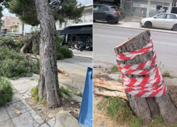 Αντιδράσεις για την κοπή 139 πεύκων επί της οδού Φιλαδελφείας στον Κ. Μύλο