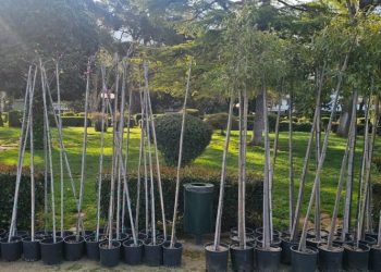 Ενίσχυση του αστικού πρασίνου στον Δήμο Κηφισιάς