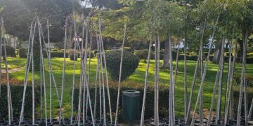 Ενίσχυση του αστικού πρασίνου στον Δήμο Κηφισιάς