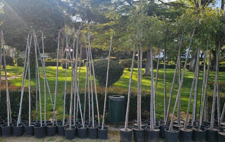 Ενίσχυση του αστικού πρασίνου στον Δήμο Κηφισιάς