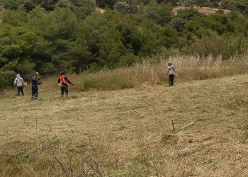 Kαθαρισμοί οικοπέδων