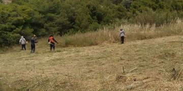 Kαθαρισμοί οικοπέδων