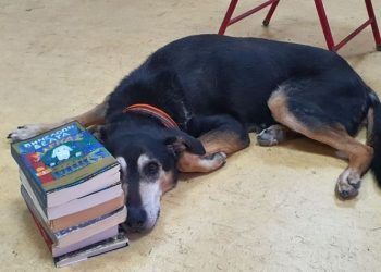 1o ΕΠΑΛ: Ο σκύλος Ντέρεκ πάει… σχολείο