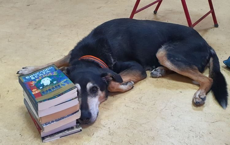 1o ΕΠΑΛ: Ο σκύλος Ντέρεκ πάει… σχολείο