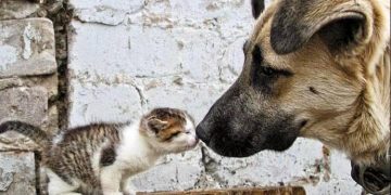 Σκύλος και γάτα