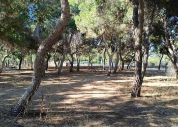 Να μην χαθεί ούτε ένα δέντρο