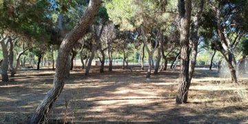 Να μην χαθεί ούτε ένα δέντρο