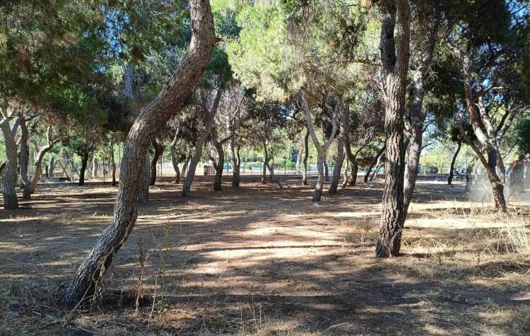 Να μην χαθεί ούτε ένα δέντρο