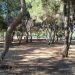 Να μην χαθεί ούτε ένα δέντρο