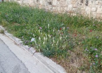 Ενημέρωση Δήμου Κηφισιάς για τη διαχείριση φυτείας πεζοδρομίων