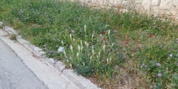 Ενημέρωση Δήμου Κηφισιάς για τη διαχείριση φυτείας πεζοδρομίων