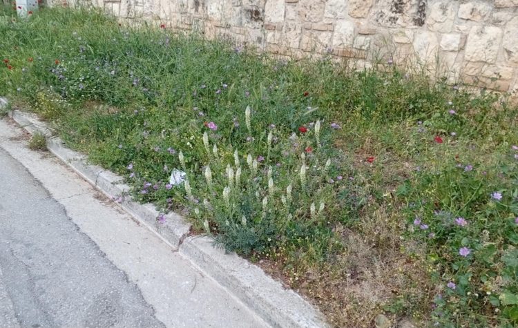 Ενημέρωση Δήμου Κηφισιάς για τη διαχείριση φυτείας πεζοδρομίων