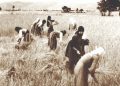 Ιούνιος, ο µήνας του θερισµού