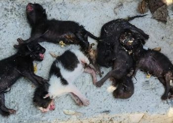 Νέα Φιλαδέλφεια: Φρικαλεότητα χωρίς τέλος