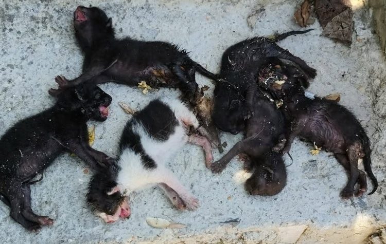 Νέα Φιλαδέλφεια: Φρικαλεότητα χωρίς τέλος