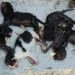 Νέα Φιλαδέλφεια: Φρικαλεότητα χωρίς τέλος