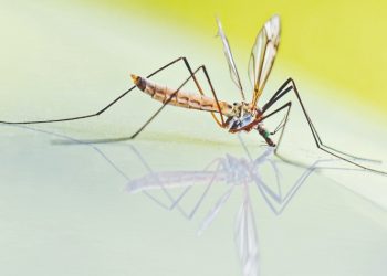Ιός δυτικού Νείλου: Σε αυξημένη επαγρύπνηση η χώρα μας