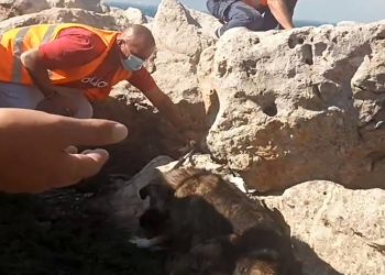 Δήμος Αμαρουσίου: Επείγουσα έκκληση βοήθειας για τα αδέσποτα ζώα που διασωθήκαν από τις καταστροφικές πυρκαγιές