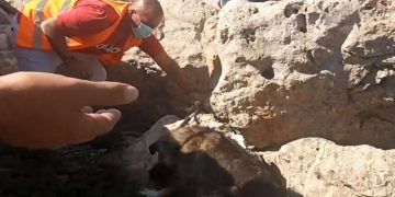 Δήμος Αμαρουσίου: Επείγουσα έκκληση βοήθειας για τα αδέσποτα ζώα που διασωθήκαν από τις καταστροφικές πυρκαγιές