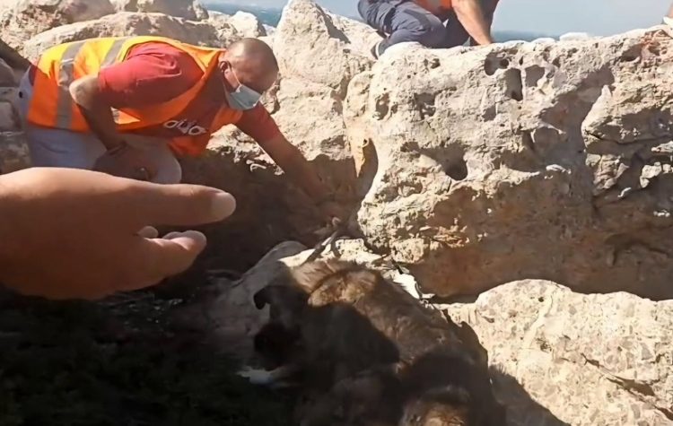 Δήμος Αμαρουσίου: Επείγουσα έκκληση βοήθειας για τα αδέσποτα ζώα που διασωθήκαν από τις καταστροφικές πυρκαγιές