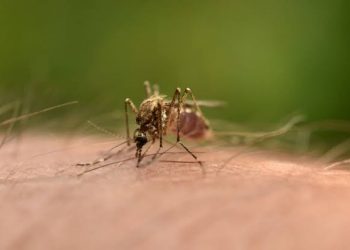 Μετά από σχετική ενημέρωση από τον ΕΟΔΥ, ο Δήμος Πεντέλης έκανε γνωστό πως υπήρξε και νέο (2ο συνολικά) κρούσμα ιού του Δυτικού Νείλου, στα όρια του Δήμου.