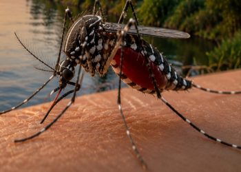 Ιός του Δυτικού Νείλου: Ποιοι κινδυνεύουν περισσότερο και πώς προστατευόμαστε