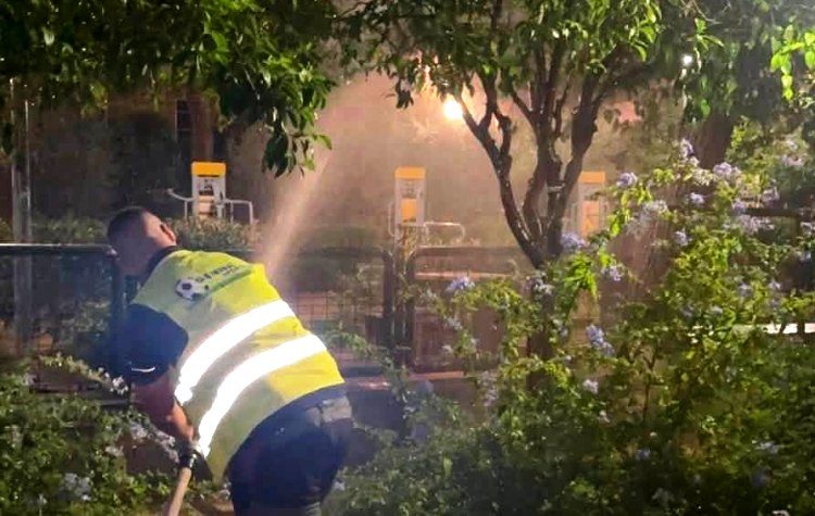 Παρεμβάσεις από τον Δήμο για τον ακανθώδη αλευρώδη