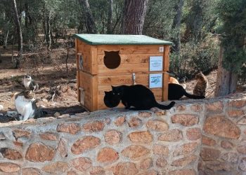 Δήμος Φιλοθέης - Ψυχικού: «Τα αδέσποτα ζώα μάς χρειάζονται περισσότερο αυτές τις μέρες»