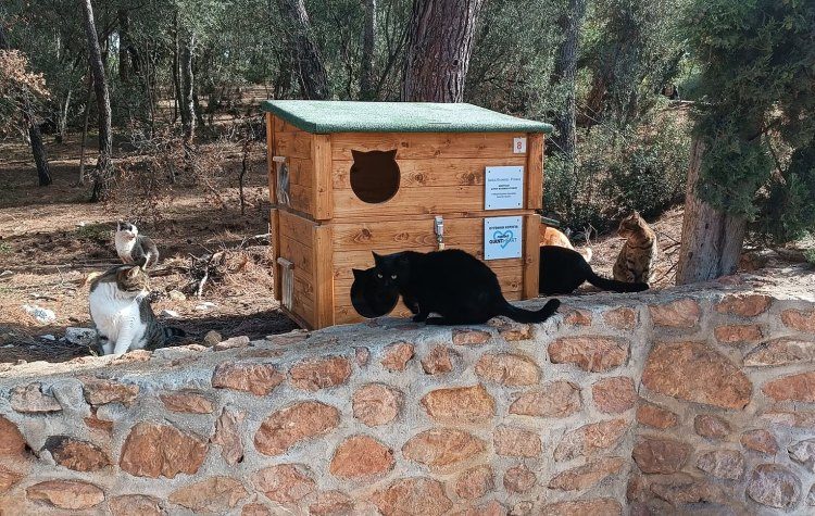 Δήμος Φιλοθέης - Ψυχικού: «Τα αδέσποτα ζώα μάς χρειάζονται περισσότερο αυτές τις μέρες»