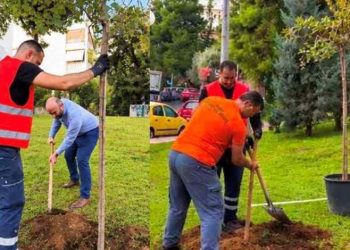 Νέες δενδροφυτεύσεις στις γειτονιές της Λυκόβρυσης και της Πεύκης