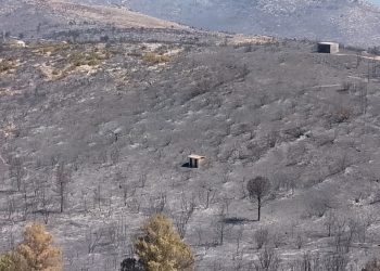 Μεγάλη έρευνα του ΕΚΠΑ: Oι συνέπειες της πυρκαγιάς του 2024 στο οικοσύστημα του Πεντελικού