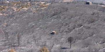 Μεγάλη έρευνα του ΕΚΠΑ: Oι συνέπειες της πυρκαγιάς του 2024 στο οικοσύστημα του Πεντελικού
