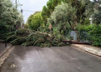 Πτώση δέντρου λόγω ανέμων - Παρέμβαση του Δήμου