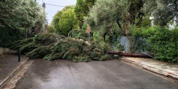 Πτώση δέντρου λόγω ανέμων - Παρέμβαση του Δήμου