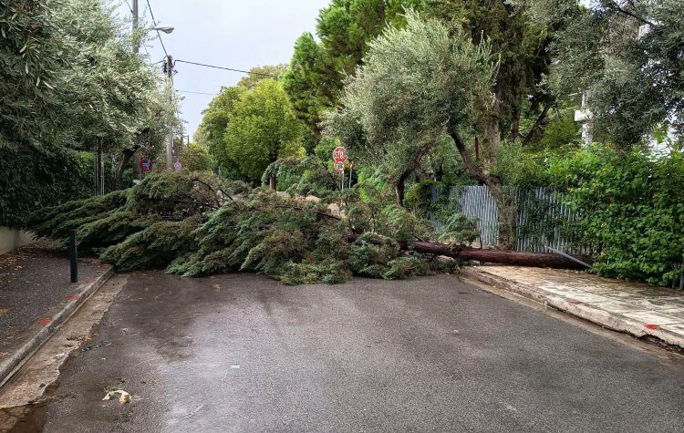 Πτώση δέντρου λόγω ανέμων - Παρέμβαση του Δήμου