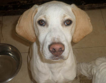 dog2